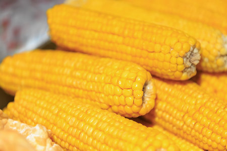 Fresh yellow corn on the cob close-up.