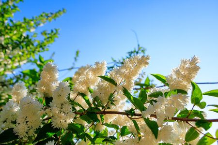 Blooming white flowers against blue sky with green leaves in spring.