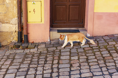 Ginger cat walking on cobblestone street near wooden door in urban setting.の写真素材
