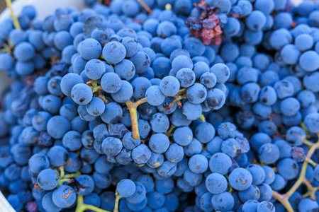 Close-up of grapes for wine production. Background with selective focus and copy space for text