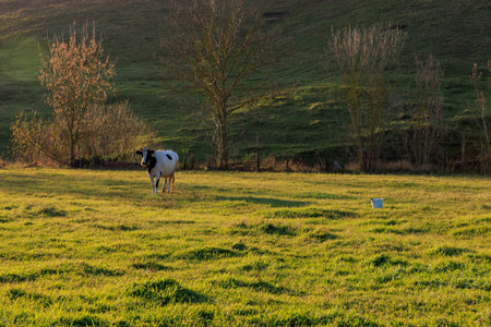 A cow is standing in a grassy field. The cow is black and white. The field is green and lushの写真素材