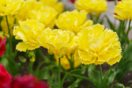 Flowers in a flower bed tulips. Greening the urban environment. Background with selective focus and copy spaceの写真素材