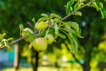A branch of an apple tree with green apples hanging from it. The apples are ripe and ready to be pickedの写真素材