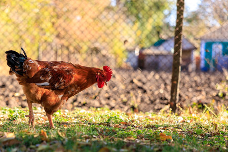 A chicken is standing in a grassy field. The chicken is looking at the cameraの写真素材
