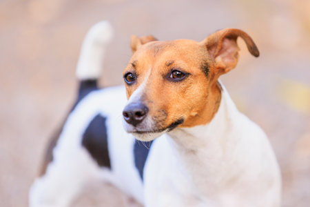 A cute Jack Russell Terrier dog walks in nature. Pet portrait with selective focus and copy space for textの写真素材