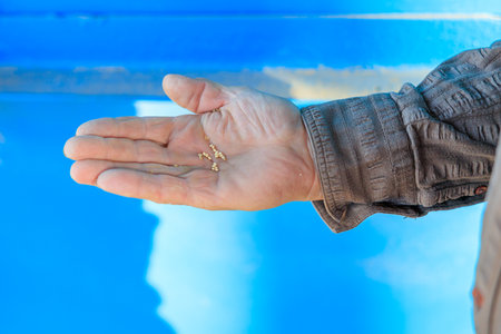 Seeds in the farmer's hand. Background with selective focus and copy space for textの写真素材