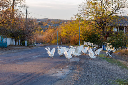 A flock of white ducks are walking down a roadの写真素材