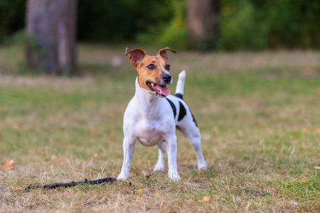A cute Jack Russell Terrier dog walks in a clearing in the forest. Pet portrait with selective focus and copy space for textの写真素材