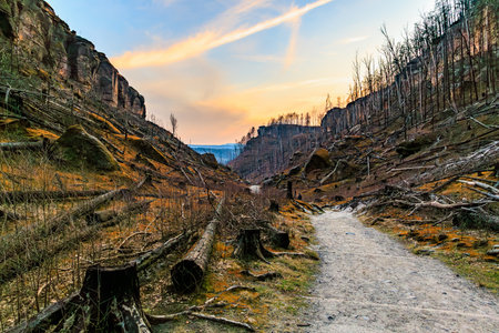 Sunset over burnt forest landscape with rocky path and dramatic sky.の写真素材