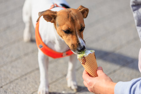 A dog of the Jack Russell Terrier breed eats ice cream. Animal portrait with selective focus and copy space for textの写真素材
