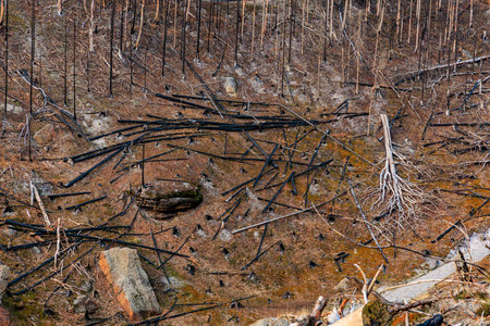 Burnt forest landscape with charred trees and barren soil.の写真素材