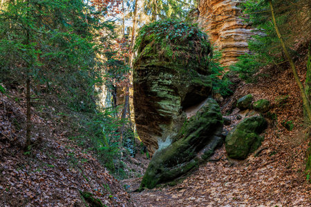 Rocky forest pathway with moss-covered boulders and autumn leaves.の写真素材
