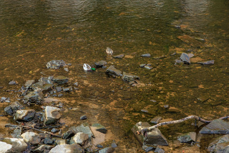 Ducks swimming in rocky stream with clear water and natural surroundings.の写真素材