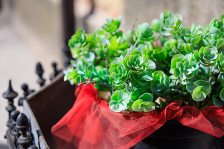 Lush green succulent plant with red bow in sunlit garden.の写真素材