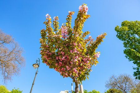 Cherry blossom tree in full bloom under clear blue sky.の写真素材