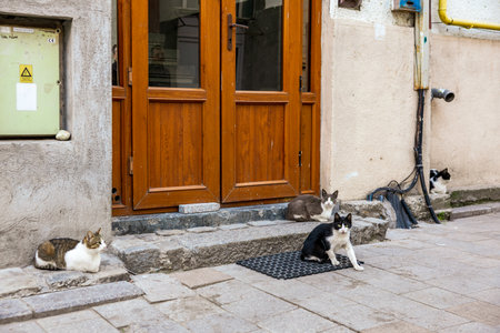 Stray cats gather outdoors near wooden door in urban alleyway.の写真素材