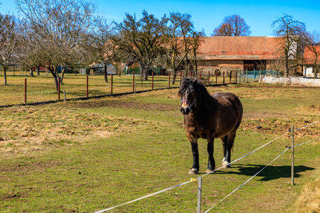 Dark horse grazing in sunny rural field with rustic farm buildings.の写真素材