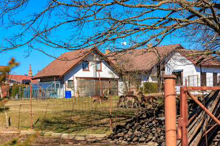 Countryside house with deer in yard during early spring daytime scene.の写真素材
