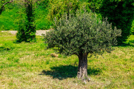 Young olive tree in lush green meadow with dense foliage and bright sunlight.の写真素材