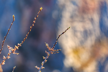 Nature awakens: close-up of budding branches in springtime.