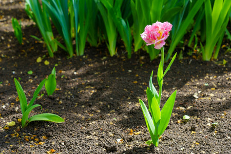 Flowers in a flower bed tulips. Greening the urban environment. Background with selective focus and copy spaceの写真素材