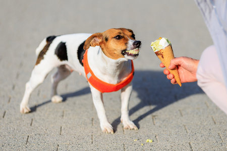 A dog of the Jack Russell Terrier breed eats ice cream. Animal portrait with selective focus and...