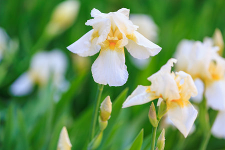 Close-up of blooming white iris flowers in a vibrant garden.