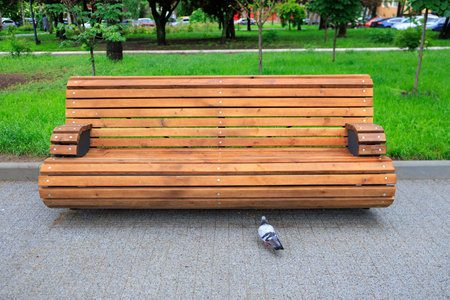 Wooden bench in park with pigeon on pathway in lush green surroundings.の写真素材