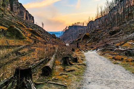 Scenic mountain valley at sunset with fallen trees and rocky landscape.の写真素材