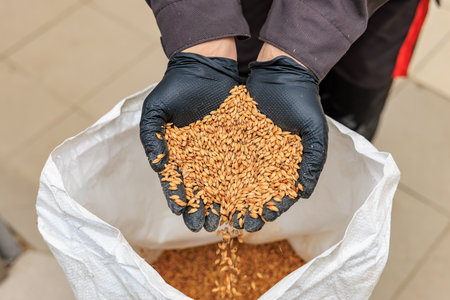 Gloved hands holding barley grains above open bag in agricultural setting.