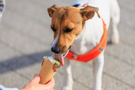 A dog of the Jack Russell Terrier breed eats ice cream. Animal portrait with selective focus and copy space for textの写真素材