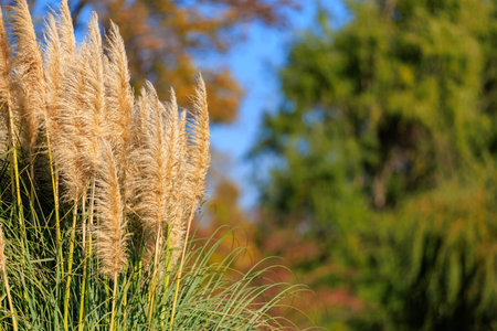 A field of tall grass with a blue sky in the background. The grass is dry and brown, giving the image a sense of desolationの写真素材