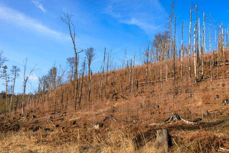 Deforested landscape with dry grass and bare trees under clear blue sky.の写真素材