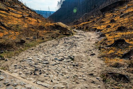Rocky path through regrowth in autumn landscape with burnt trees.の写真素材
