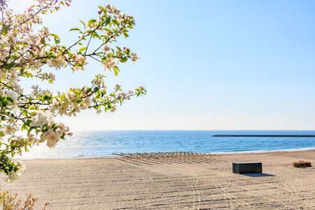 Sunny beach with blossoming tree overlooking calm sea and clear sky.の写真素材