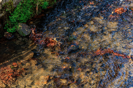 Clear stream with riverbed, green foliage, and sun dappled water surface.の写真素材