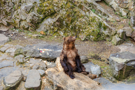 Brown bear relaxing in rocky enclosure at zoo during daytime.の写真素材