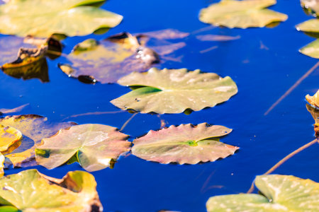 A pond with many leaves floating on the surface. The leaves are mostly brown, indicating that they...