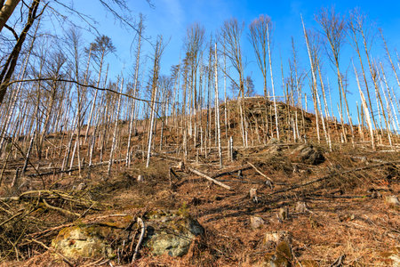 Deforested hillside with bare trees under clear blue sky.