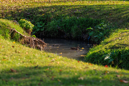 A small stream of water runs through a grassy area. The water is murky and has leaves floating in it. The grass is lush and green, and the sunlight is shining on it. The scene is peaceful and sereneの写真素材