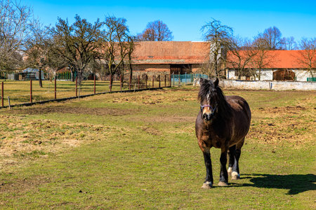 Brown horse in rural pasture with rustic farm buildings and trees on clear day.の写真素材