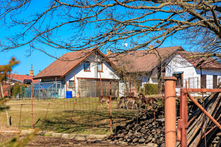 Rural farm landscape with deer grazing near white house under blue sky.