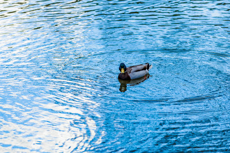 Mallard duck swimming in tranquil pond with rippling water reflection.の写真素材
