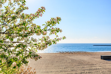 Blooming apple tree by tranquil beach on a sunny day.の写真素材