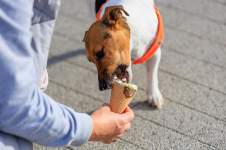 A dog of the Jack Russell Terrier breed eats ice cream. Animal portrait with selective focus and copy space for textの写真素材