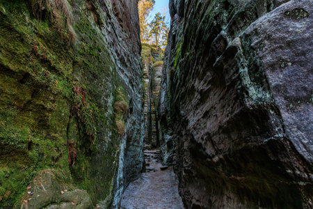 Narrow rocky canyon with moss-covered walls and sunlit trees above.の写真素材