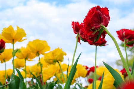 Flowers in a flower bed tulips. Greening the urban environment. Background with selective focus and copy spaceの写真素材