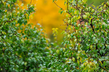 Vibrant autumn scene with dewy green foliage and bright yellow background.の写真素材