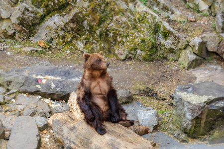 Brown bear relaxing on rock in natural habitat.の写真素材