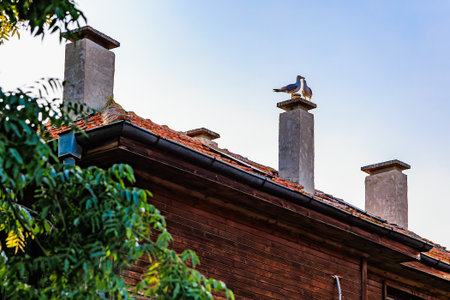 Pigeon perched on chimney of rustic wooden roof with blue sky background.の写真素材